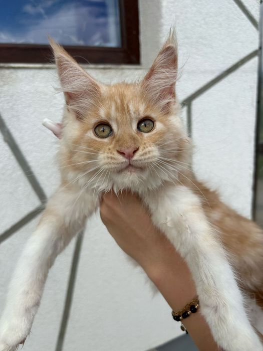 pisicuta maine coon