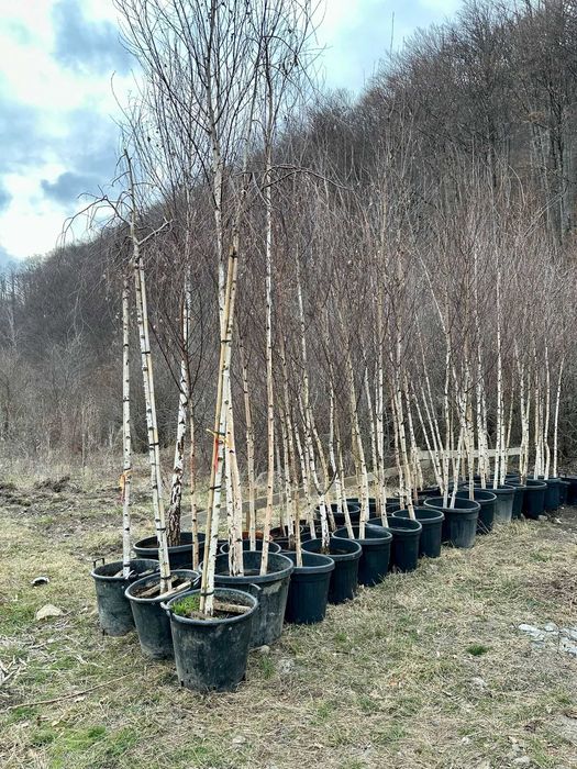 Plante Decorative cu Aspect Natural pentru Curți