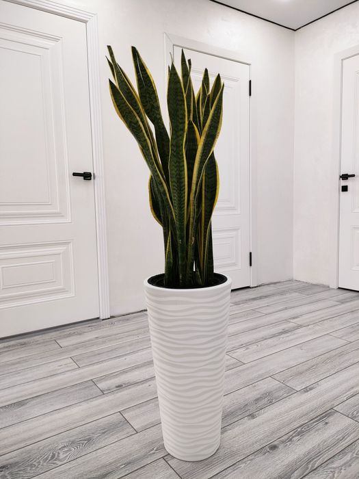 Фикус . Доставка есть