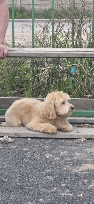 Мальтипу ф 1                      .