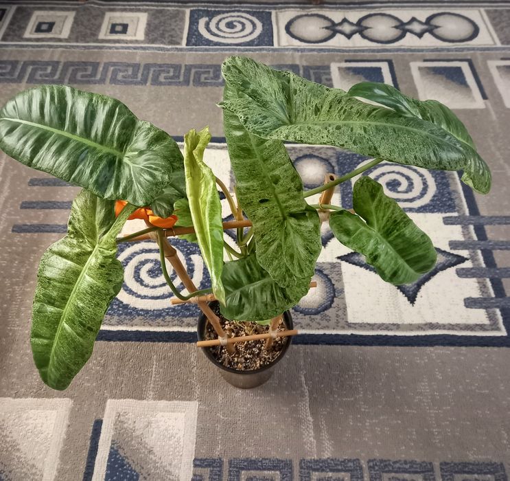 Филодендрон,  комнатное растение, цветы