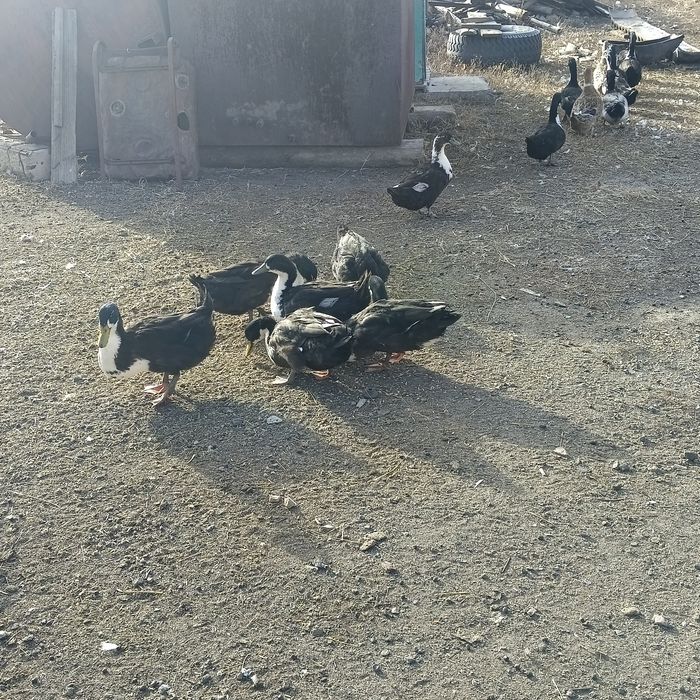 Продам домашних уток