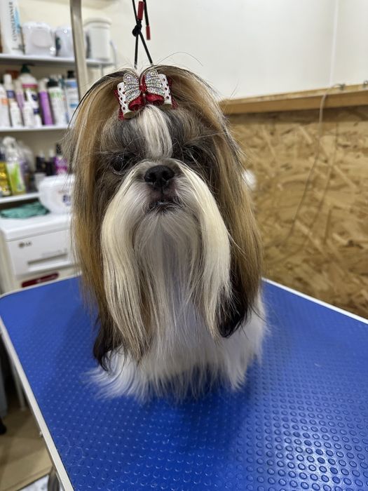 Шикарные щенки ши-тцу