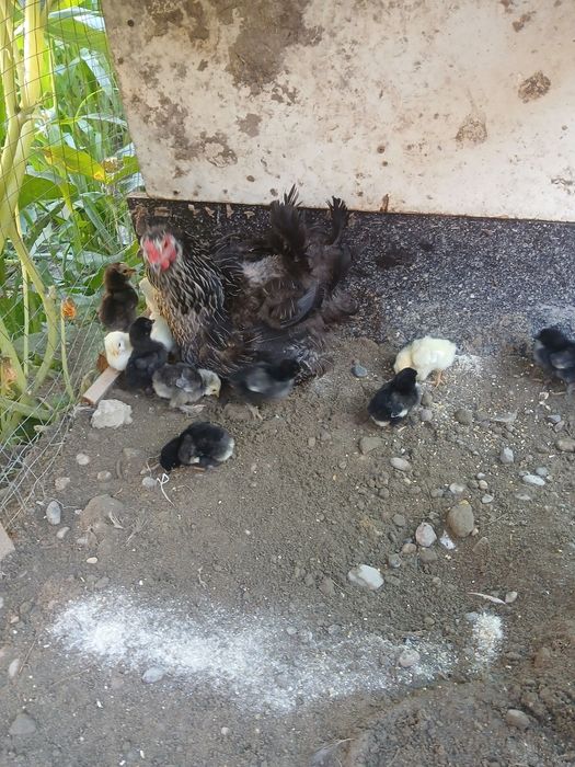Tovug' bolalari bilan sotiladi 11 ta bolasi bor narxi 500 ming