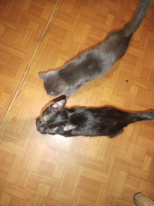 Котята  игровые больше месяца чистые все едят на лоток ходят