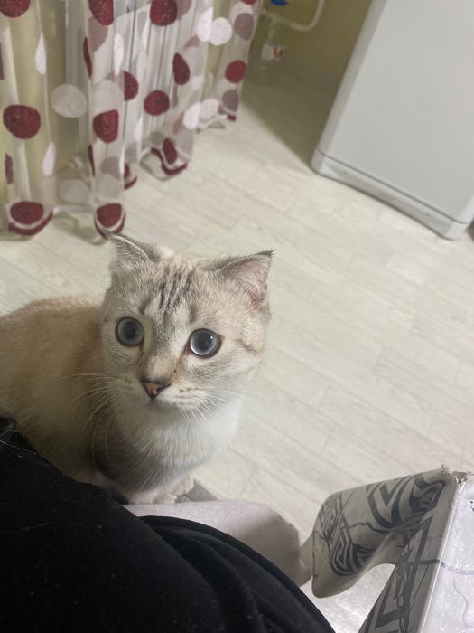 Отдам даром кошку