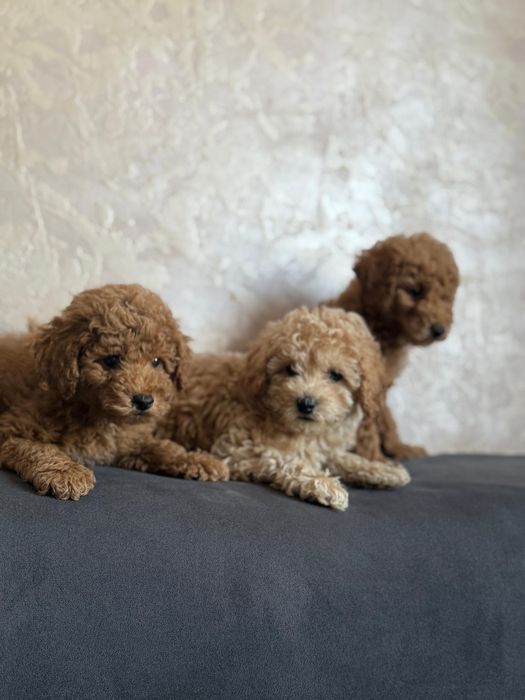Щенки Той пудель