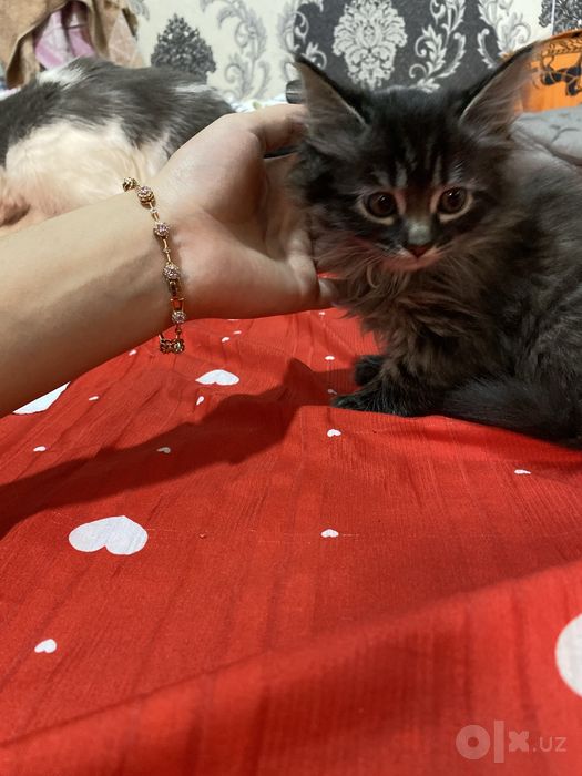 British longhair 2 oylik