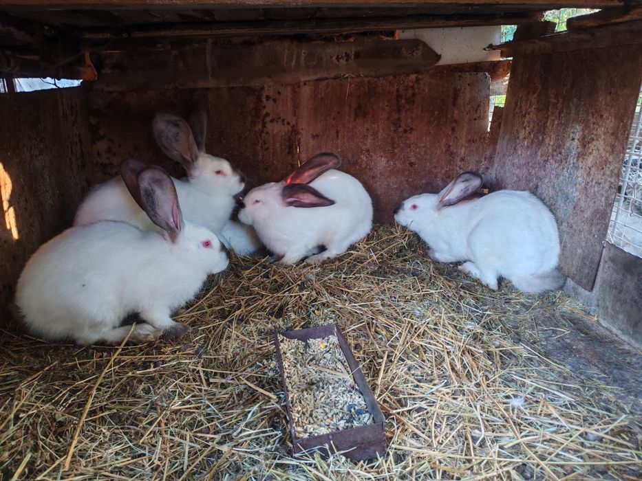 Uriaș de Transilvania