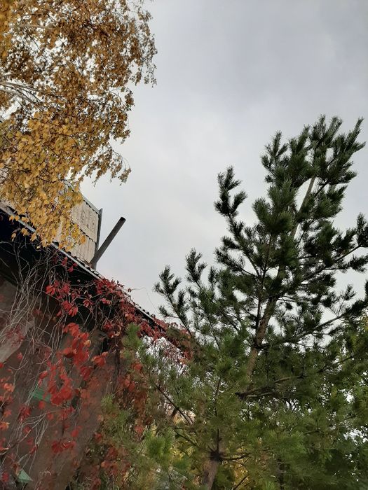 Продаю дачу в общ.Плодородие.прав.б.