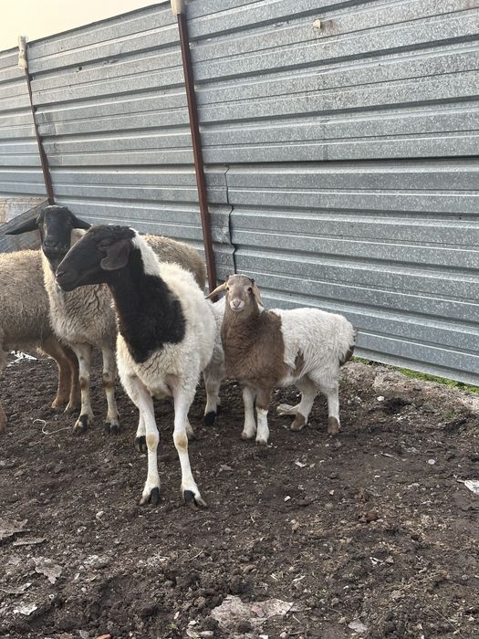 Қозылы қойлар сатылады