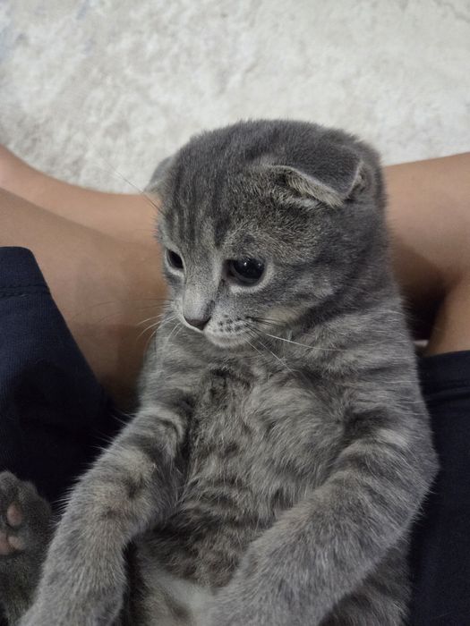 Шотландский вислоухий котик