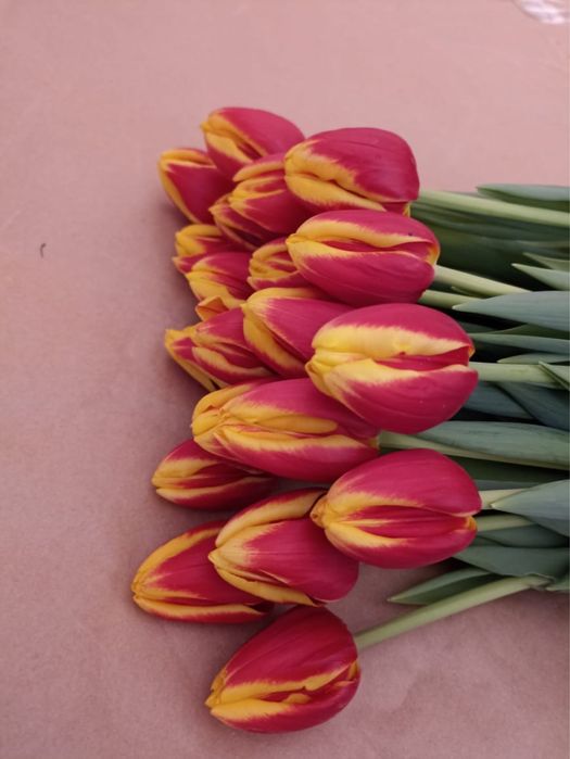 Тюльпаны оптом и в розницу