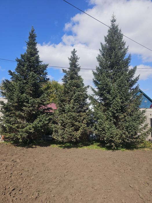 Ель продам цена договорная