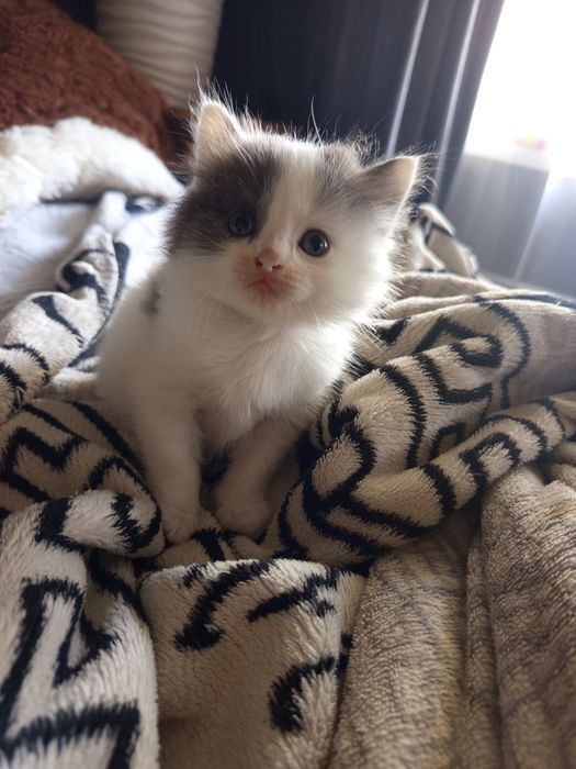 Британский котенок девочка
