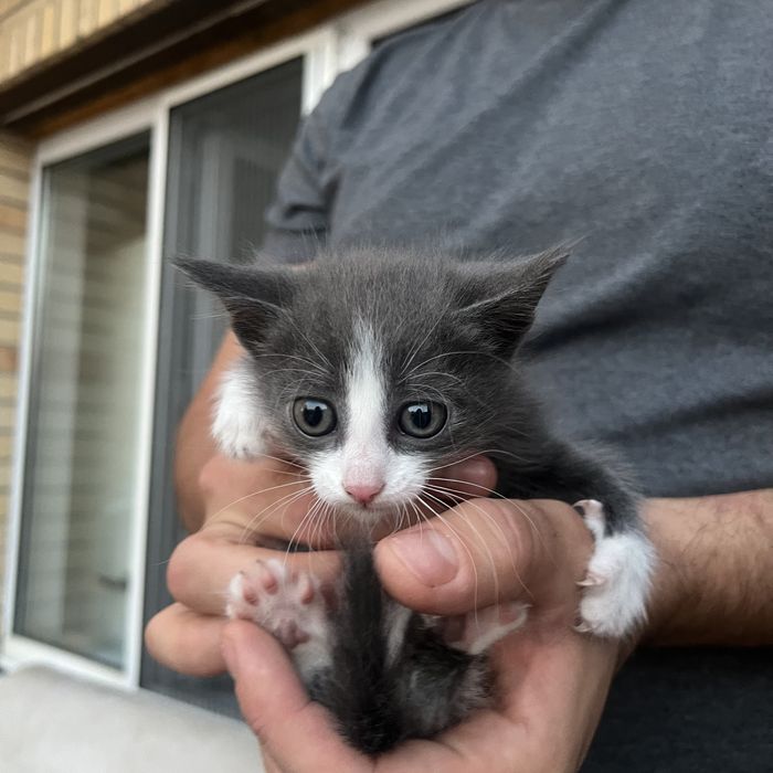 Котята 1 месяц