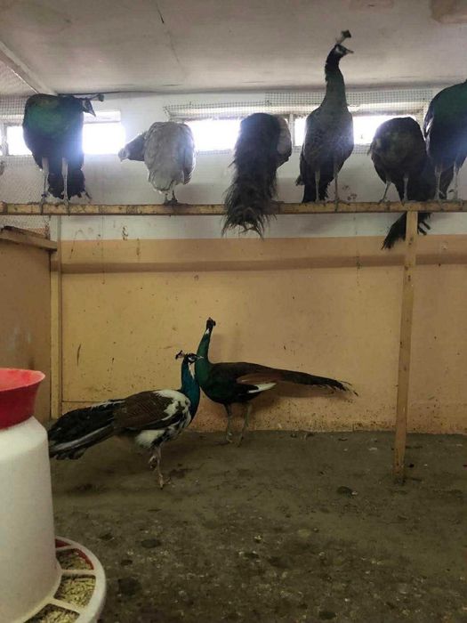 Păuni Spalding și Cameo Fazani si Fazanite