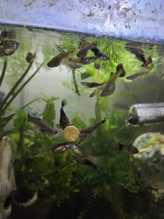 Pastile care se lipesc pe acvariu