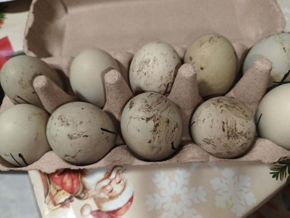 Oua pentru incubat araucana și austrolop albastru