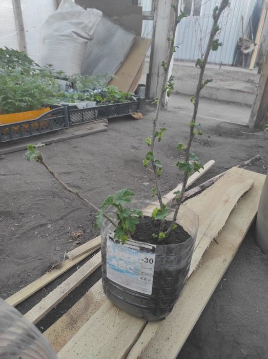 Красная смородина