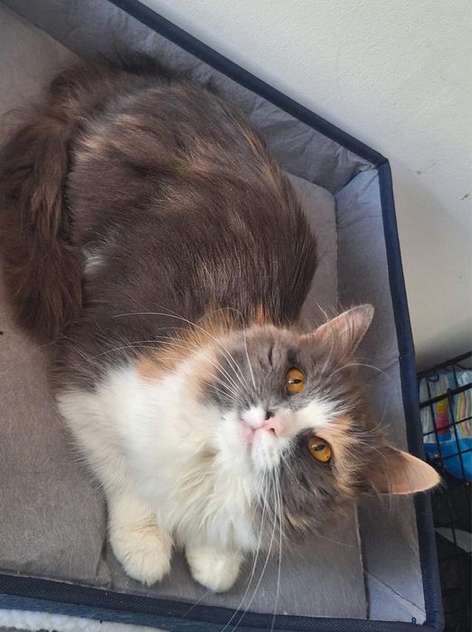 кошки в добрые руки