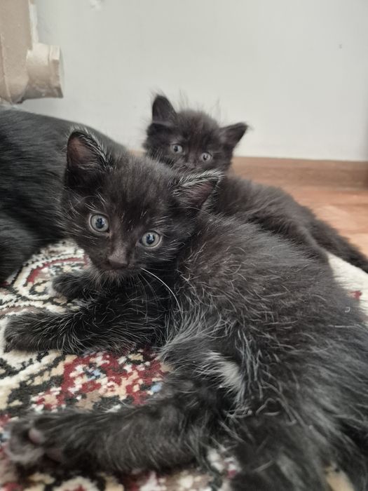 Котёнок маленькие