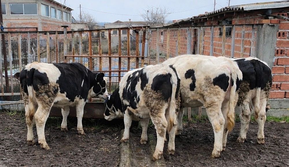 4. мъжки телета.