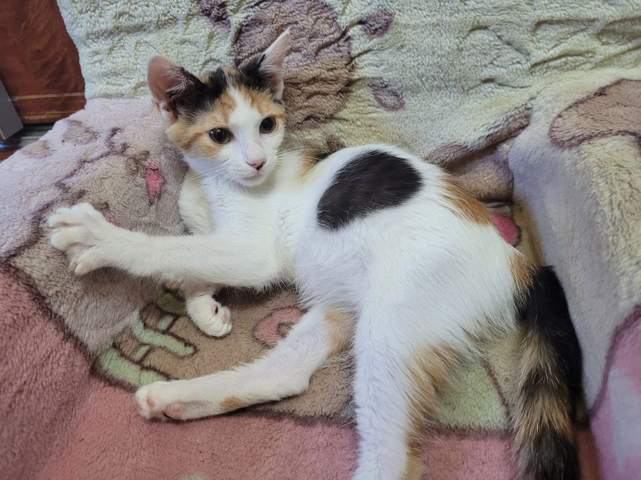 Adoptie pisica alb calico vaccinata Magdalena
