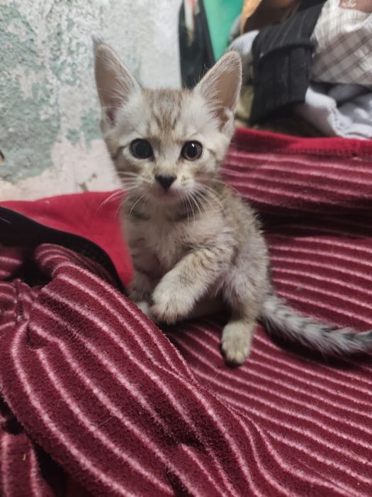 Котенок мальчик серый