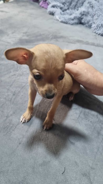 Русский Той-терьер мини