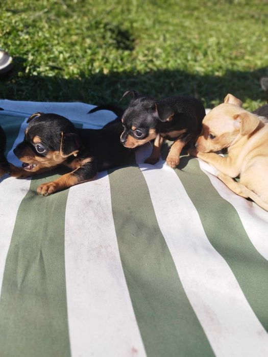 Малки пинчерчета