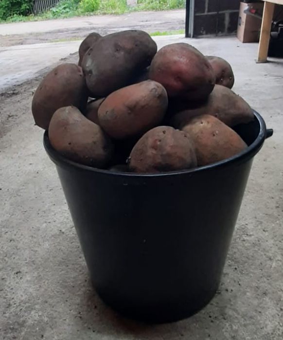 Продам крупный едовой картофель