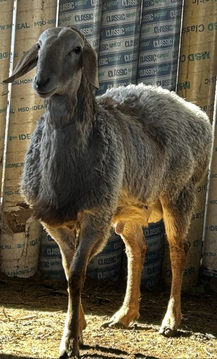 Арашан қошқар сатылды 1 жасар