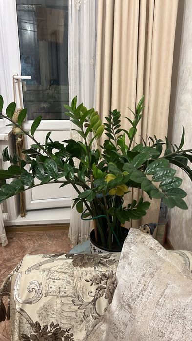 Продам комнатные цветы