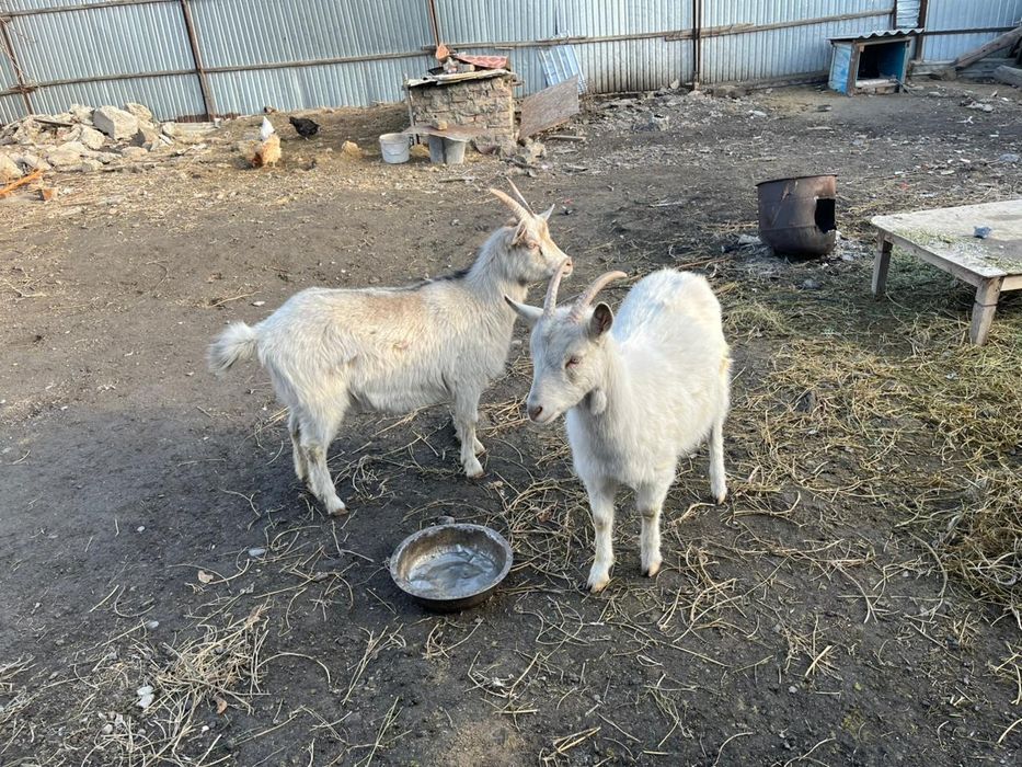 Заен  ешкі сатылады