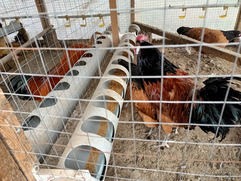 Кормушка для курей