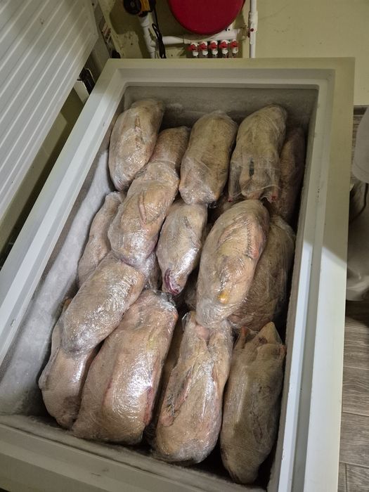 Домашняя утка продам