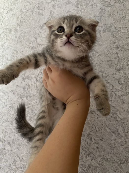 котёнок пародистый веслоухий 4 месяца