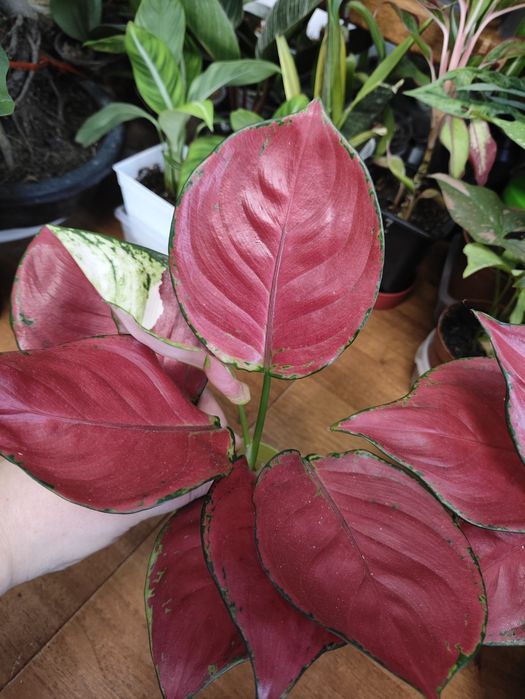 Сортовые аглаонемы