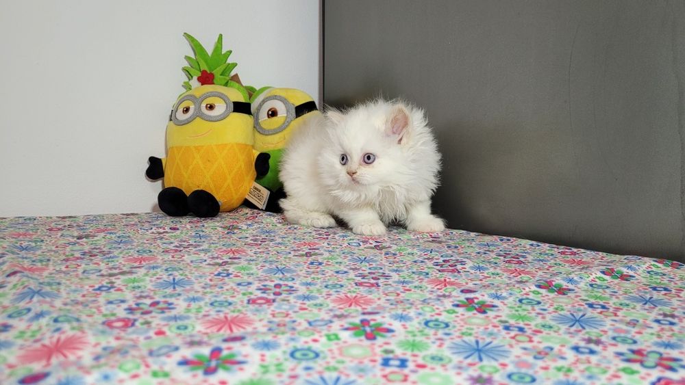 British Longhair red point  femela.