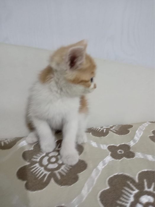 Котенок маленький