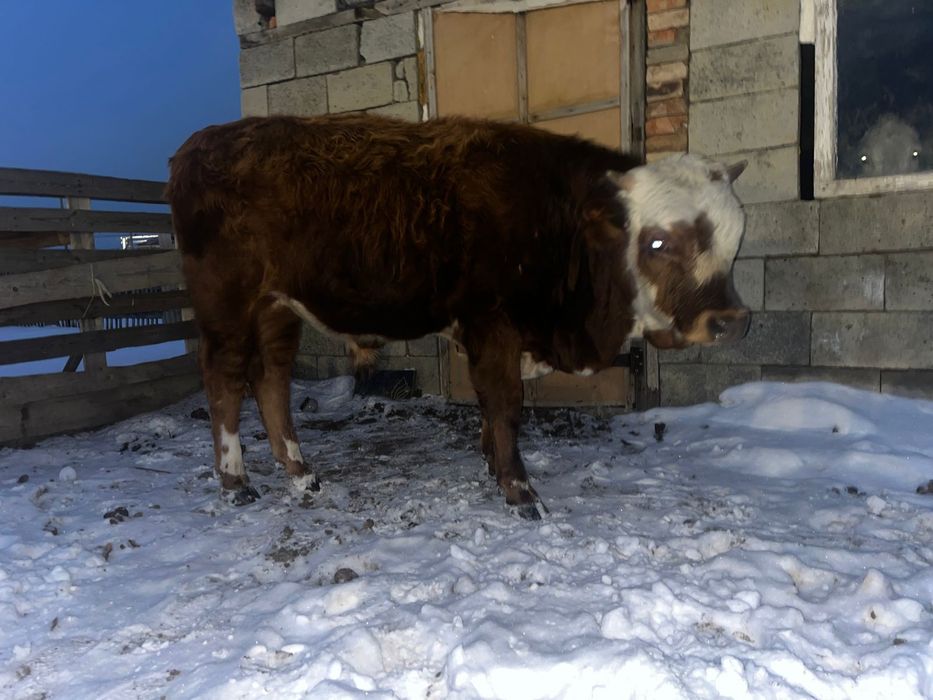 Бұқалар Сатылады