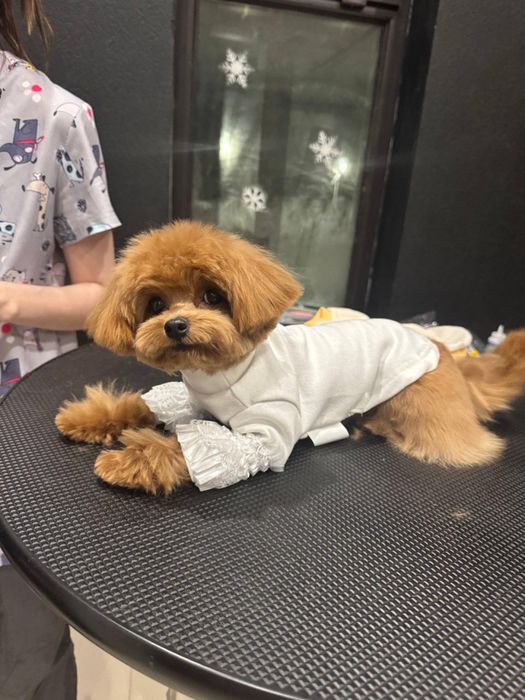 Продается мальтипу