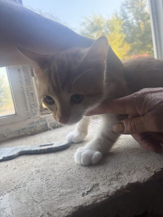 Котята бесплатно, корм в подарок!
