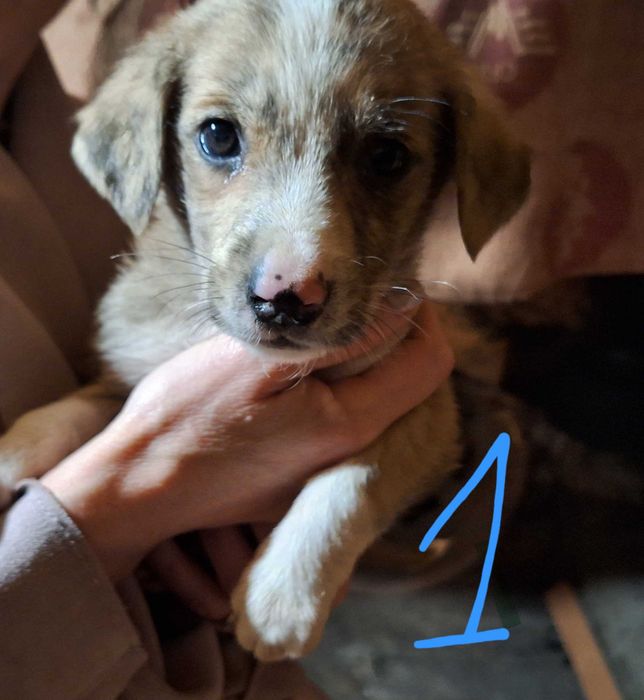 Catelusi pentru adoptie