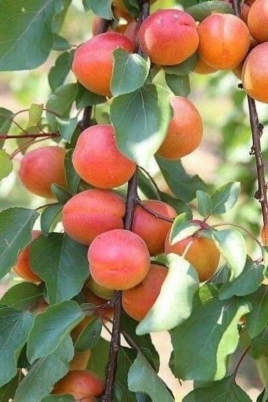 Pomi Fructiferi Columnari (CAIS )