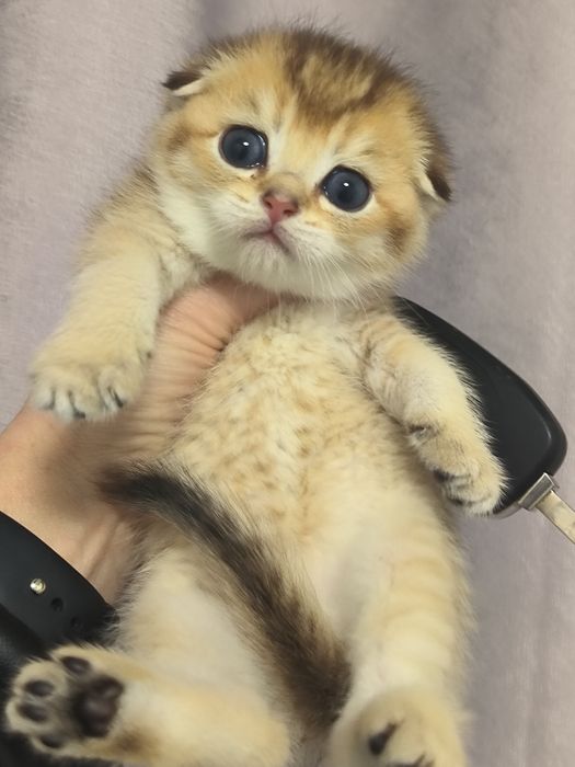 Котята от правильной вязки