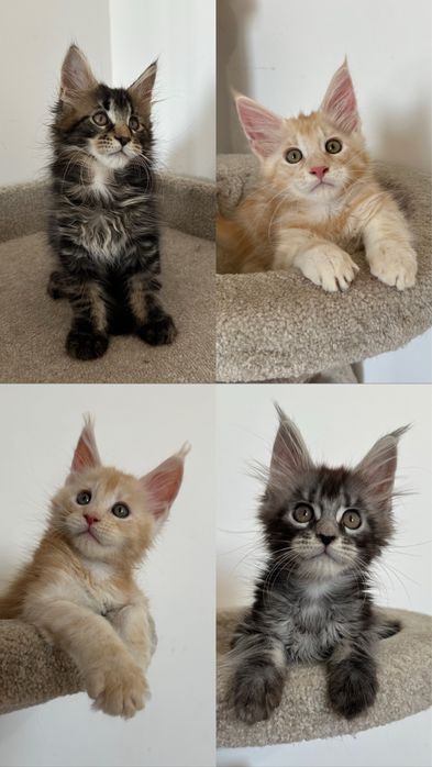 Продажа котят с питомника