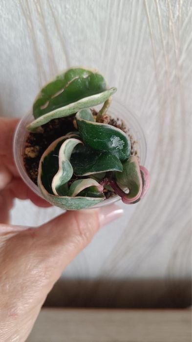 Хойя Компакта  Регалис