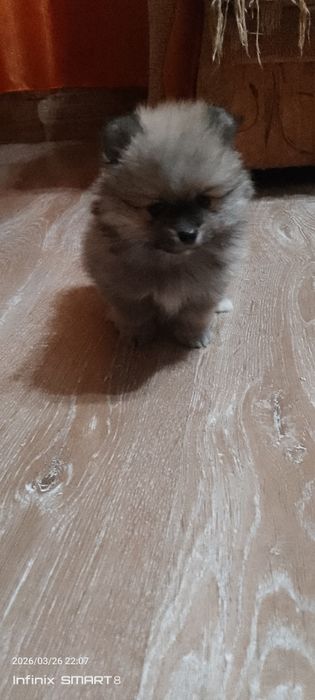 Щенки Немецкий Шпиц